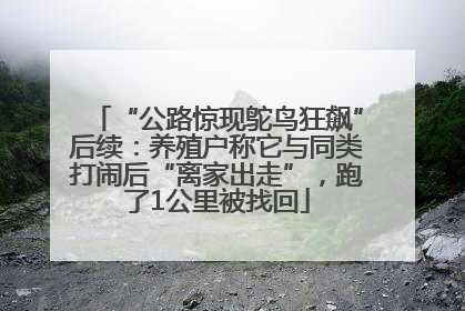 “公路惊现鸵鸟狂飙”后续：养殖户称它与同类打闹后“离家出走”，跑了1公里被找回