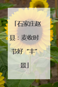 石家庄赵县：麦收时节好“丰”景