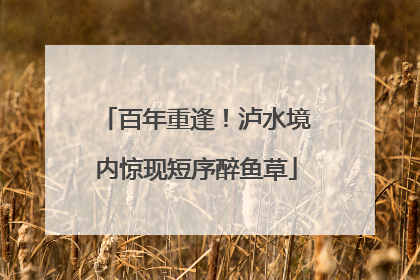 百年重逢！泸水境内惊现短序醉鱼草