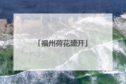 福州荷花盛开