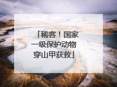 稀客！国家一级保护动物穿山甲获救