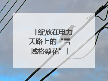 绽放在电力天路上的“雪域格桑花”