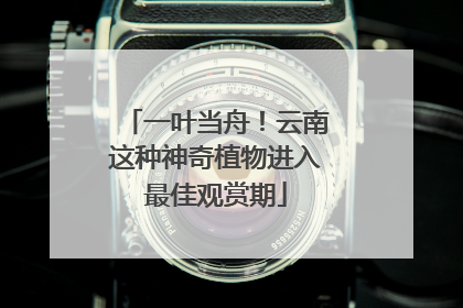一叶当舟！云南这种神奇植物进入最佳观赏期
