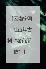 云南宁洱：让百年古树“老有所依”