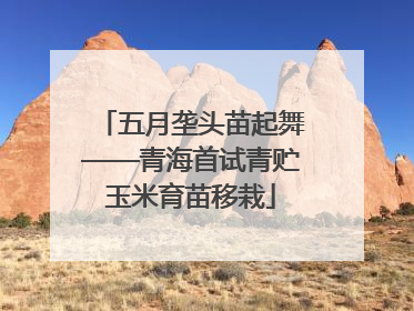 五月垄头苗起舞——青海首试青贮玉米育苗移栽