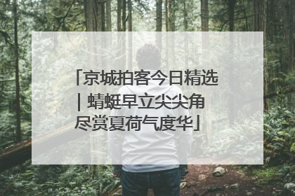 京城拍客今日精选｜蜻蜓早立尖尖角 尽赏夏荷气度华
