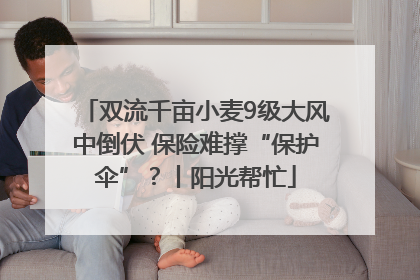 双流千亩小麦9级大风中倒伏 保险难撑“保护伞”？丨阳光帮忙