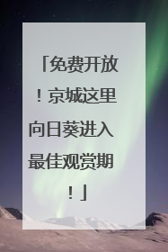 免费开放！京城这里向日葵进入最佳观赏期！