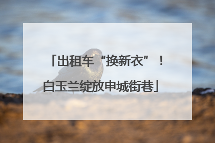 出租车“换新衣”！白玉兰绽放申城街巷