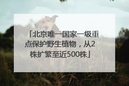北京唯一国家一级重点保护野生植物，从2株扩繁至近500株