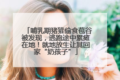 哺乳期猪獾偷食苞谷被发现，逃跑途中累瘫在地！就地放生让其回家“奶孩子”