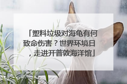 塑料垃圾对海龟有何致命伤害？世界环境日，走进开普敦海洋馆