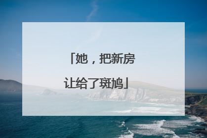 她，把新房让给了斑鸠