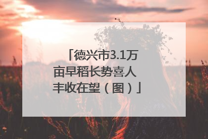德兴市3.1万亩早稻长势喜人 丰收在望（图）