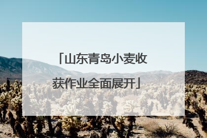 山东青岛小麦收获作业全面展开