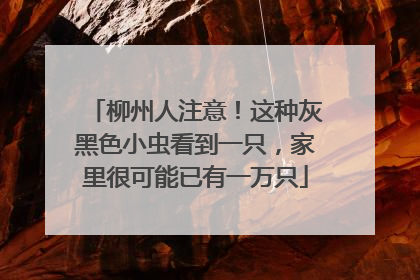 柳州人注意!这种灰黑色小虫看到一只,家里很可能已有一万只