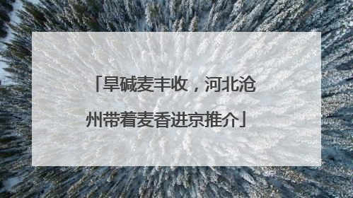 旱碱麦丰收，河北沧州带着麦香进京推介