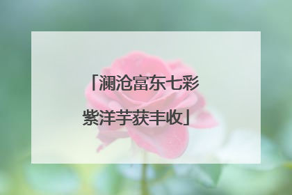 澜沧富东七彩紫洋芋获丰收