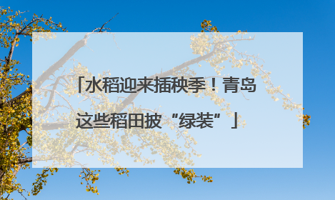 水稻迎来插秧季！青岛这些稻田披“绿装”