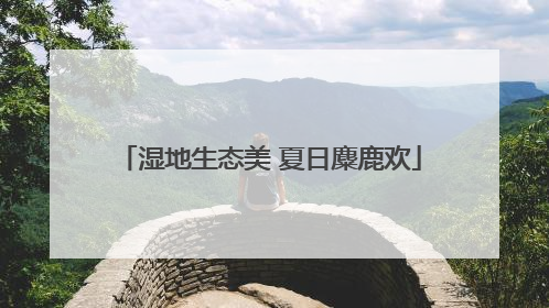湿地生态美 夏日麋鹿欢