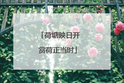 荷塘映日开 赏荷正当时