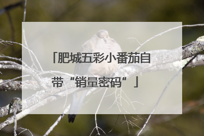 肥城五彩小番茄自带“销量密码”