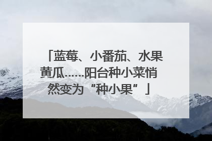蓝莓、小番茄、水果黄瓜……阳台种小菜悄然变为“种小果”
