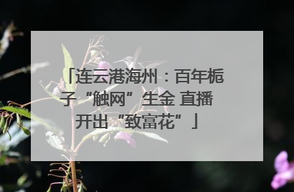 连云港海州：百年栀子“触网”生金 直播开出“致富花”