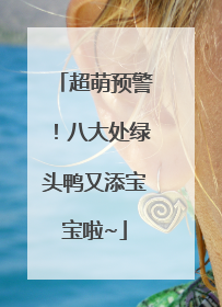 超萌预警！八大处绿头鸭又添宝宝啦~