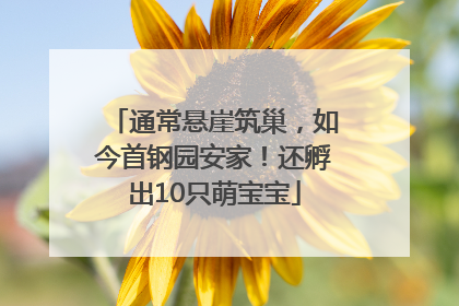 通常悬崖筑巢，如今首钢园安家！还孵出10只萌宝宝