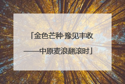 金色芒种·豫见丰收——中原麦浪翻滚时