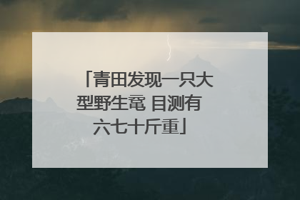 青田发现一只大型野生鼋 目测有六七十斤重