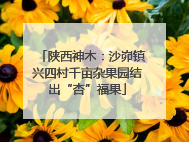 陕西神木：沙峁镇兴四村千亩杂果园结出“杏”福果