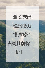 雅安荥经：检察助力“枇杷茶”古树挂牌保护