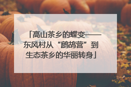 高山茶乡的蝶变——东风村从“鹧鸪营”到生态茶乡的华丽转身